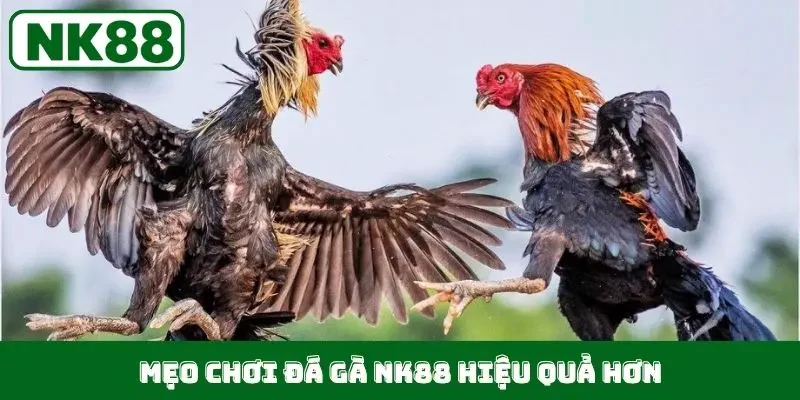 Mẹo chơi đá gà NK88 hiệu quả hơn