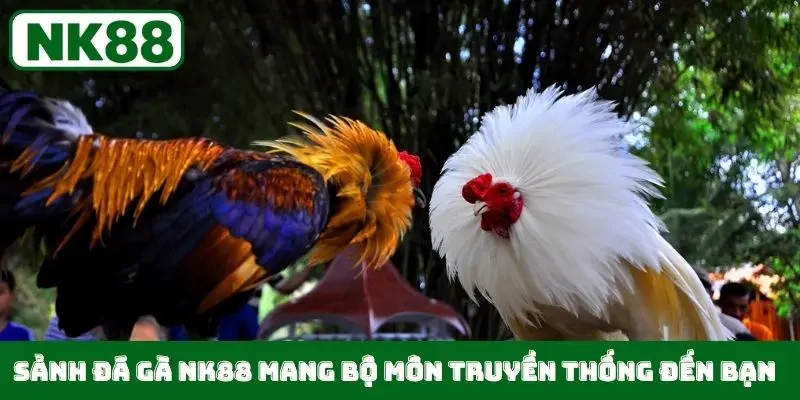 Sảnh đá gà NK88 mang bộ môn truyền thống đến bạn